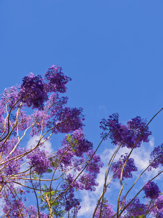 Vibrant purple jacaranda blossoms on branches reaching towards a clear blue sky with wispy clouds