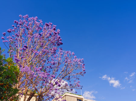 Vibrant purple jacaranda tree in full bloom, contrasting with a clear blue sky and white cloudsの写真素材