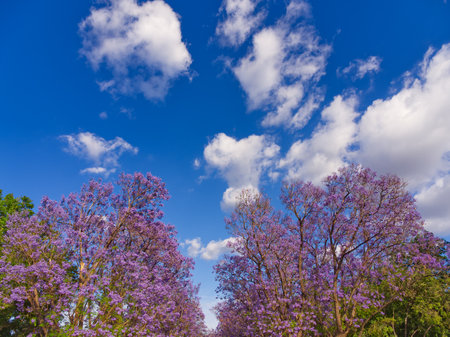 Vibrant purple jacaranda trees in bloom against a bright blue sky with fluffy white cloudsの写真素材