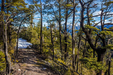 Snow covered mountain track through native bush in mid Canterbury, New Zealandの写真素材