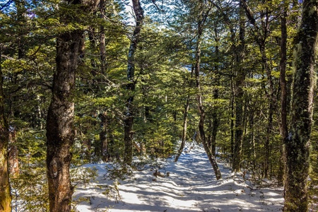Snow covered mountain track through native bush in mid Canterbury, New Zealandの写真素材