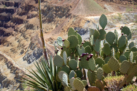 Cactuses growing in the mountains of Gran Canaria, Canary Islandsの写真素材
