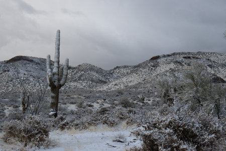 A very rare, snow-covered saguaro cactus.の写真素材