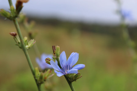 Wildflowers along Show Low Creek, outside of the town of Show Low, Arizona.の写真素材