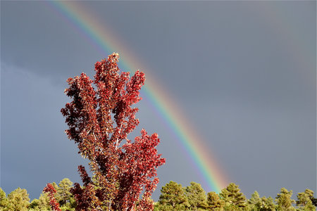 A maple tree and an early Autumn rainbow after a nice rain storm.の写真素材