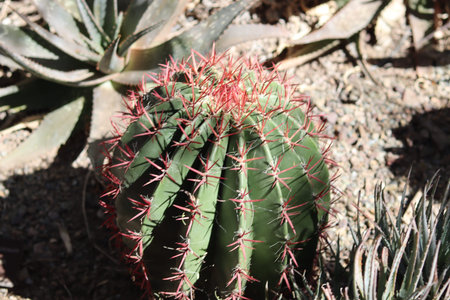 Cactus in desert botanical garden, California, United States.