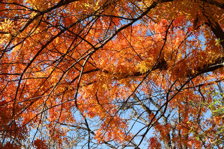 Autumn leaves with blue sky background, note shallow depth of fieldの写真素材
