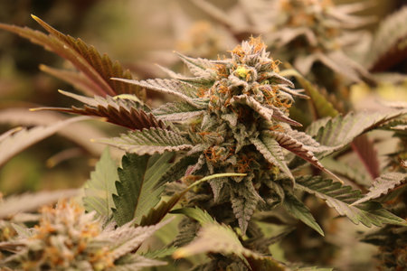 Cannabis buds on a plant. Close-up of cannabis flower.の写真素材