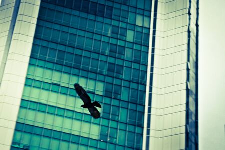 pigeons flying in the airの写真素材