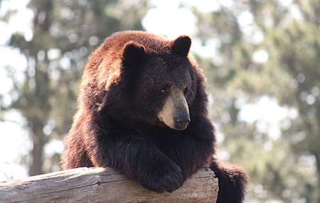 Bear Relaxing on Logの写真素材