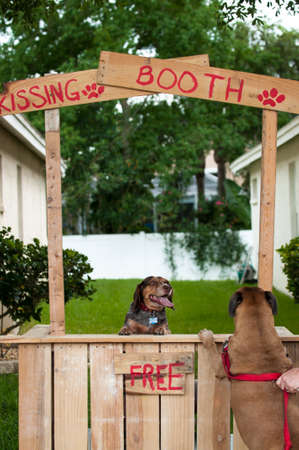 A beagle in a kissing booth with a boxer at the counter as a customerの写真素材