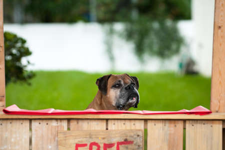 Boxer sitting in a kissing boothの写真素材