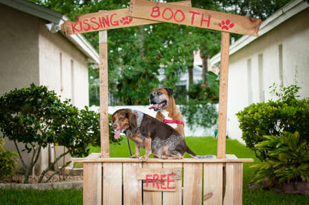 Beagle and Boxer dogs sitting in a kissing boothの写真素材