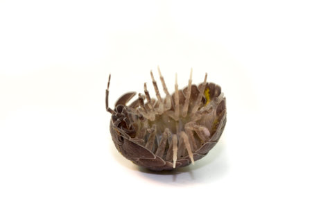 Woodlouse on white background