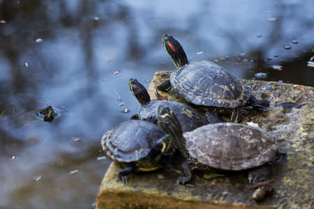Red eared terrapins resting on stoneの写真素材