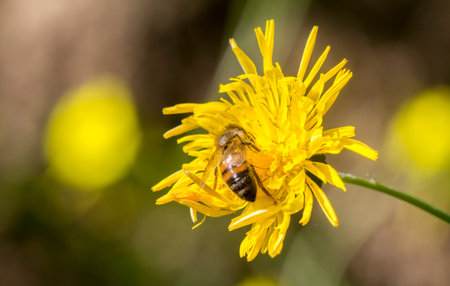 Bee on a flower photo taken in Malta