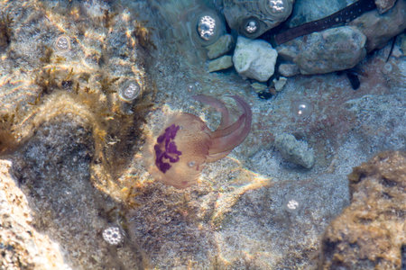 A jelly fish in shallow water.