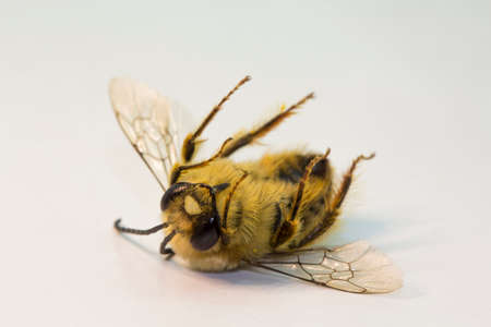 A dead Eastern cucurbit bee or Long horned bee (Peponapis pruinosa).の写真素材