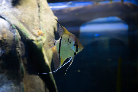 Silver Angelfish L (Pterophyllum Scalare)