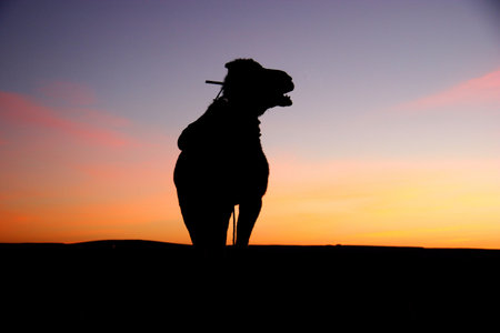 camel silhouette at sunrise in the saharaの写真素材
