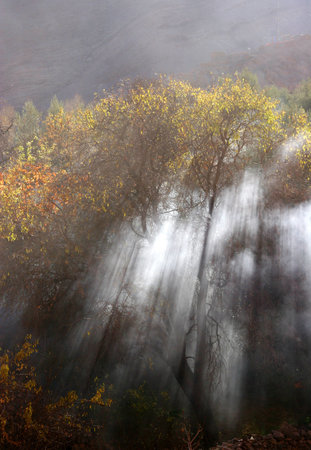 Smoke through tree