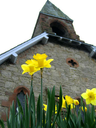 Daffodils in front of Church, Pooley, Englandの写真素材