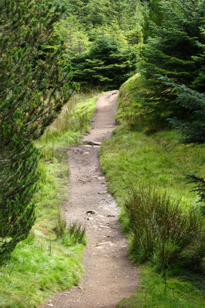 Walkway through forest in scotlandの写真素材