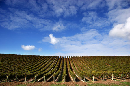 Vineyard with grape vines on fine day - Landscape