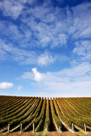 Vineyard with rows of grape vines on a fine day - portrait