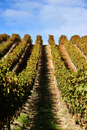 grape vines at vineyard on a clear day - portraitの写真素材