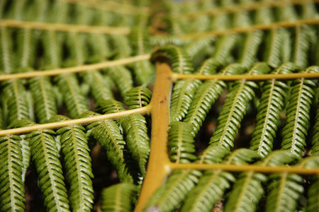 Fern leaf close up in New Zealand