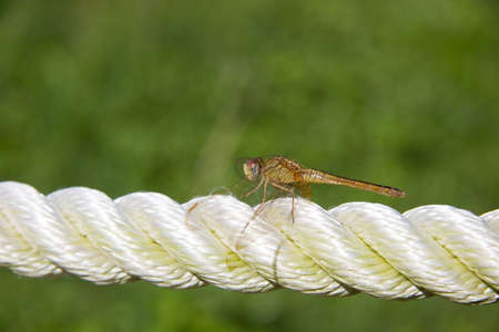 Dragonfly on ropeの写真素材