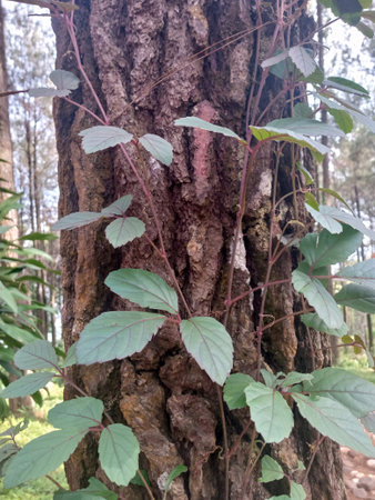All beautiful moments of nature, wildlife, people, food and drink, face, beautiful, flower, cat, animal, sky, book, tree, plants, daughter, my daughterの写真素材