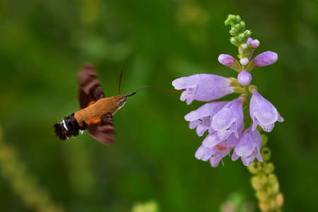Macroglossum stellatarum eating from a digitalis purpurea while flyingの写真素材