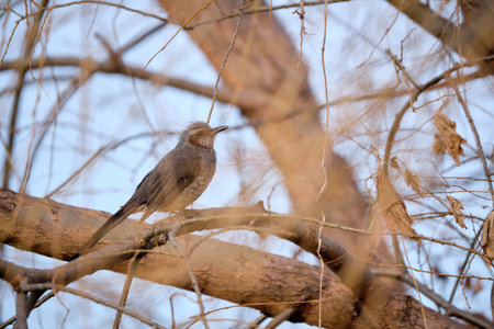 Close view of a brown-eared bulbul standing on a branch. The bird is behind several branches on...