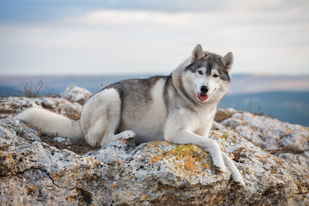 A beautiful gray husky lies on a rock covered with moss against a background of clouds and a blue sky and looks into the camera. A dog on a natural background.の写真素材