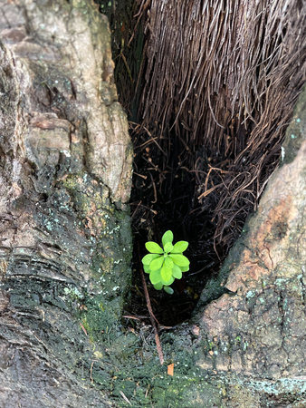 Top-down view of the leaves of a new plant growing inside an old tree stump.の写真素材