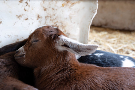 Close-up of a brown, farm-raised kidの写真素材