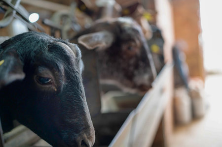 Close-up of black and brown goats eating from a metal cattle feeder full of feed on a farm. selective focusの写真素材