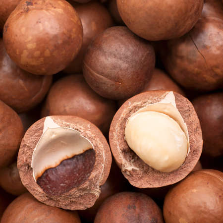 Macadamiaの写真素材