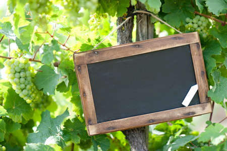 Blackboard, grape-vineの写真素材