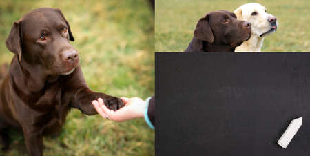 Pet obedience schoolの写真素材