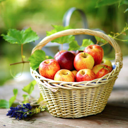 Harvest timeの写真素材