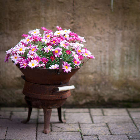Flowersの写真素材