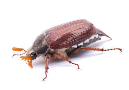 May beetle on white groundの写真素材