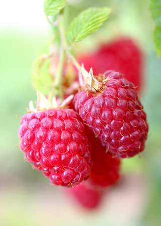 Raspberries