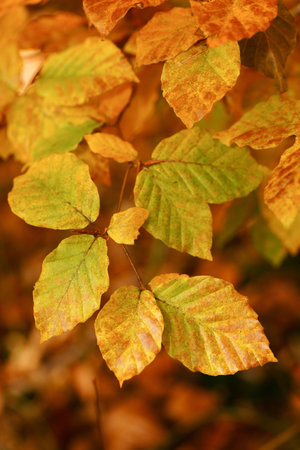 Foliage