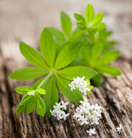 Sweet woodruffの写真素材