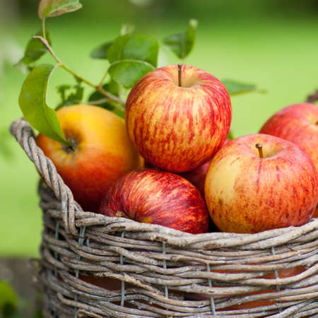 Fresh apples in a basketの写真素材