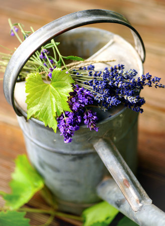 Fresh lavender, watering canの写真素材